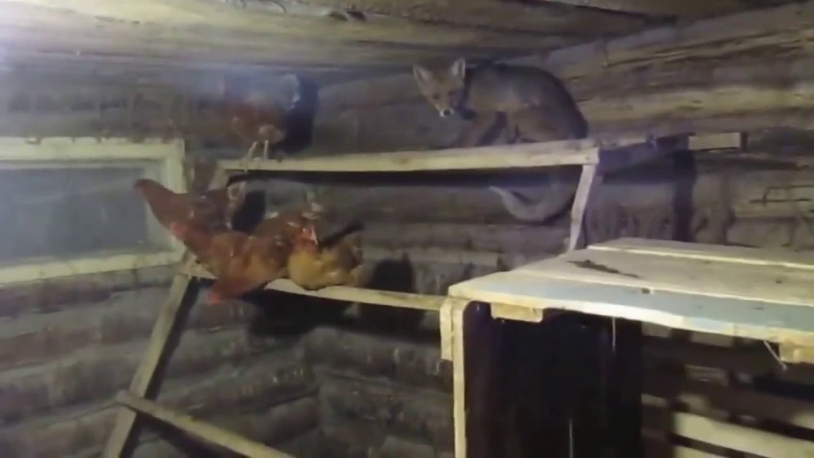 Жительница деревни в Башкирии прибила лопатой лису